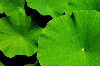 Vibrant Green Lotus Leaves Close-Up Nature Background