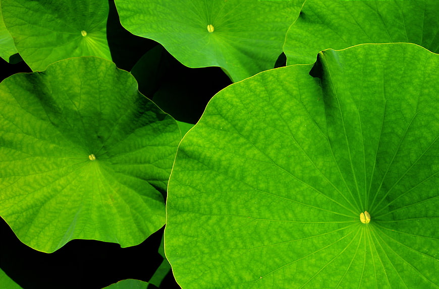 Vibrant Green Lotus Leaves Close-Up Nature Background