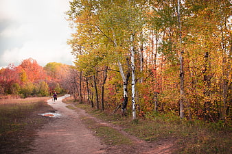 Person Walking Dog on Dirt Path in Autumn Forest