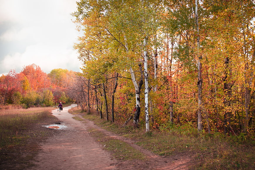 Person Walking Dog on Dirt Path in Autumn Forest
