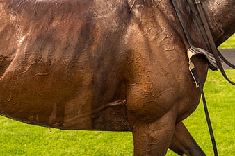 Close-up of a brown racehorse flank with tack on grass