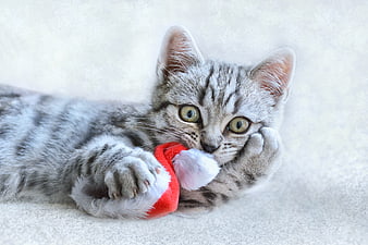Cute Kitten Wearing Red Santa Hat on White Background