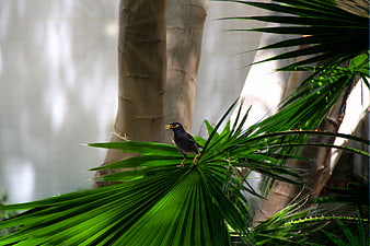 Black bird perched on green palm frond in nature