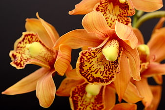 Close-up of orange orchid flowers with speckled petals on black background