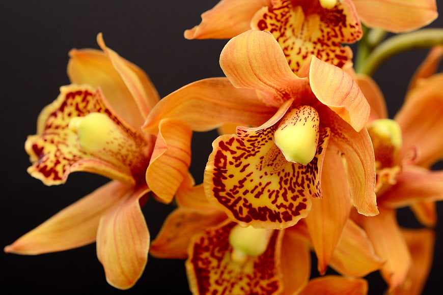 Close-up of orange orchid flowers with speckled petals on black background