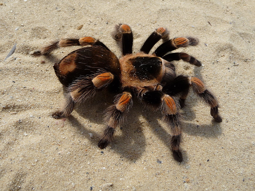 Mexican Red Knee Tarantula on Sand