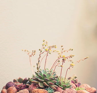 Blooming succulent plant with pebbles and large copyspace