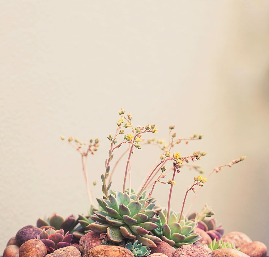 Blooming succulent plant with pebbles and large copyspace