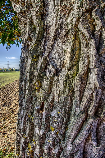 Close-up of textured tree bark with rural field background