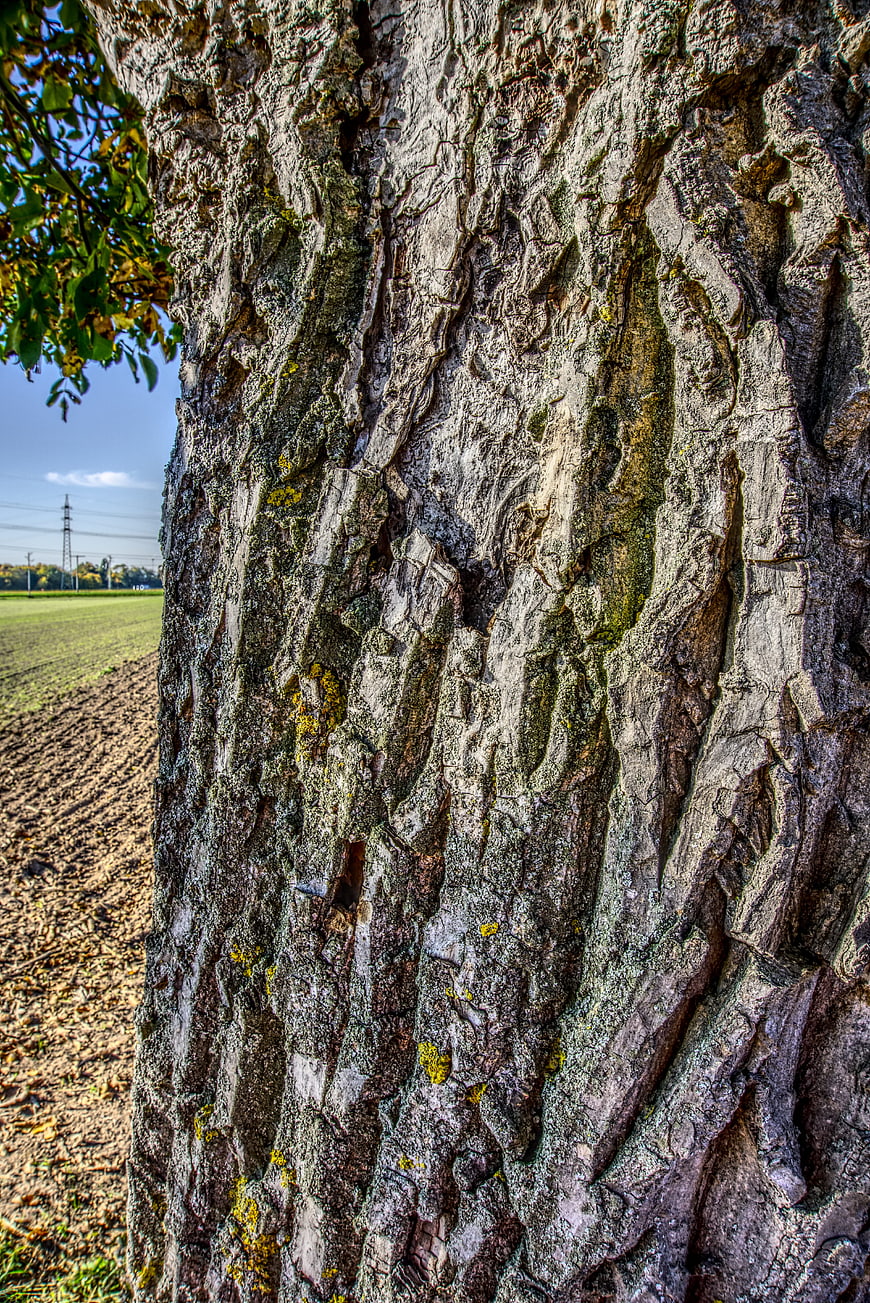 Close-up of textured tree bark with rural field background