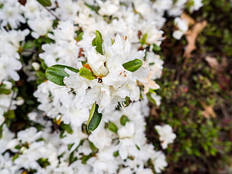 Close-up of white rhododendron blossoms with green leaves