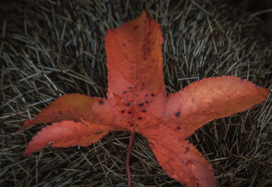 Red autumn leaf on dry grass background