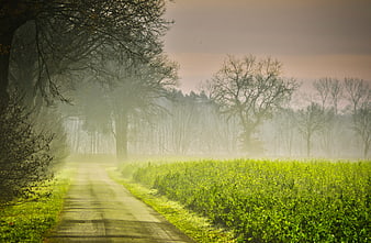 Misty Country Road With Green Field And Bare Trees At Sunrise