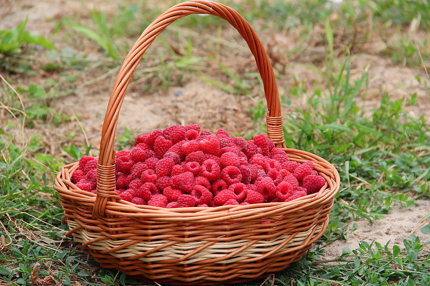Fresh Raspberries in Wicker Basket on Grass