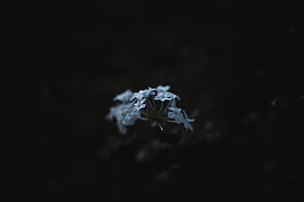 Dark moody white flower cluster on black background