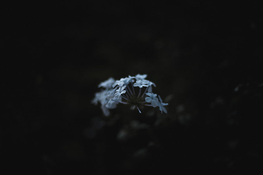 Dark moody white flower cluster on black background