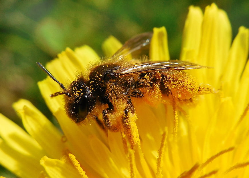 Close-up of a bee covered in pollen on a yellow dandelion