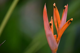 Close-up of vibrant orange Heliconia flower bud against green background