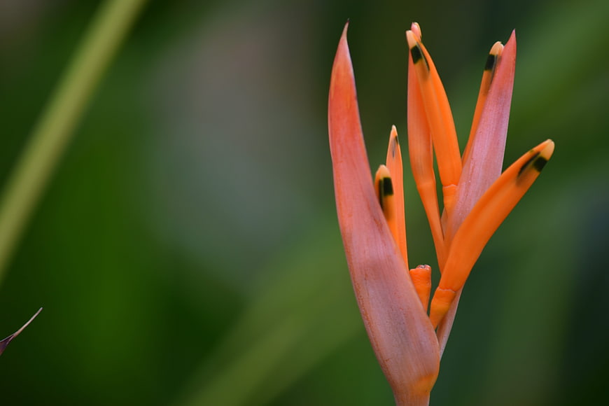 Close-up of vibrant orange Heliconia flower bud against green background