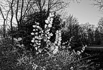 Black and white sunlit leaves in a winter park
