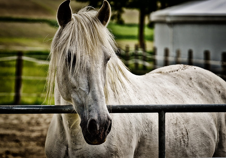 White Horse Head Portrait Behind Metal Fence