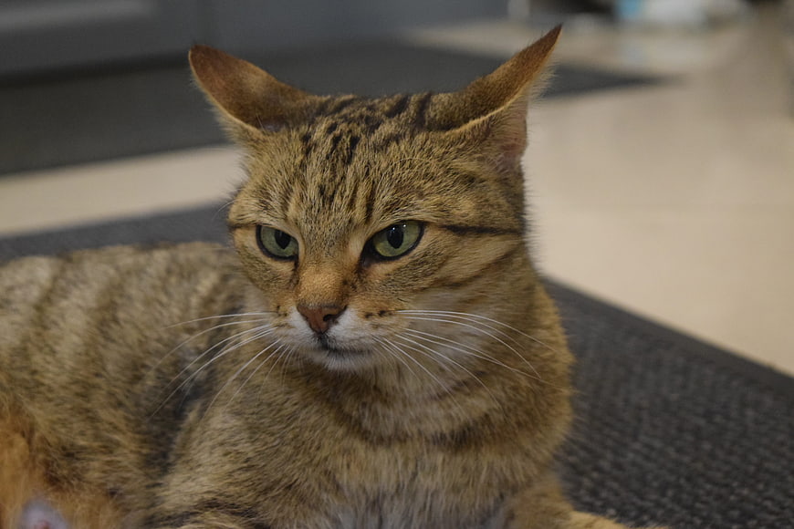Close-up portrait of a brown tabby cat with green eyes
