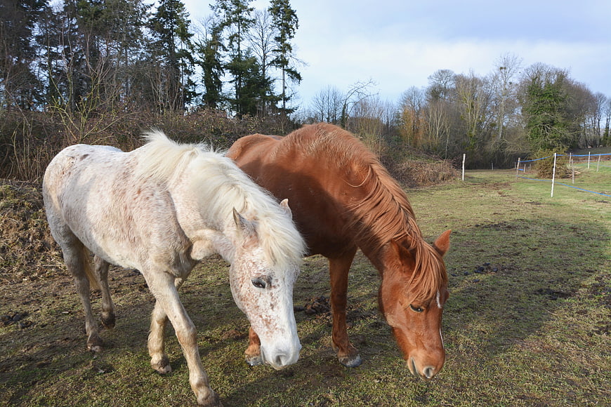 Two horses grazing in a grassy field with trees