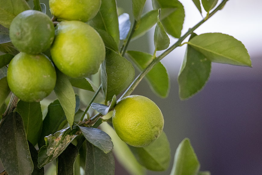 Fresh Green Limes Growing on a Tree Branch