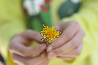Close-up of hands holding a yellow dandelion flower