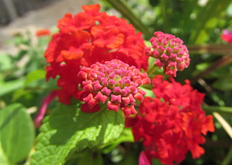 Close-up of vibrant red and pink Lantana flowers in a garden