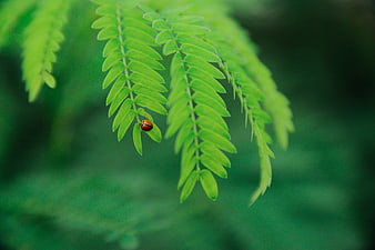 Close-up of a ladybug on a green fern leaf