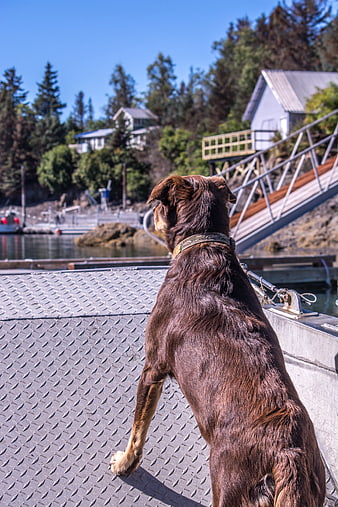 Brown Dog Sitting on Dock Looking at Lake