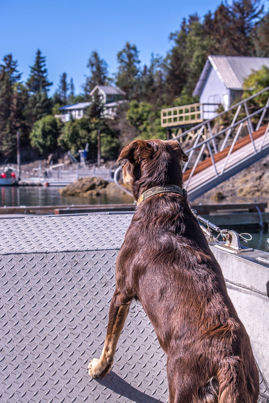 Brown Dog Sitting on Dock Looking at Lake
