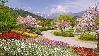 Spring Garden With Tulips And Cherry Blossoms In The Alps