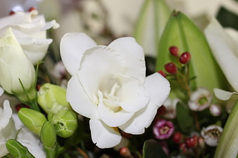 Close-up of white freesia flowers with green buds and berries