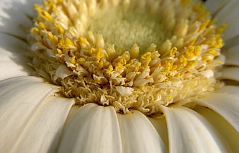 Macro Close-Up of White Daisy Flower Center with Yellow Pollen