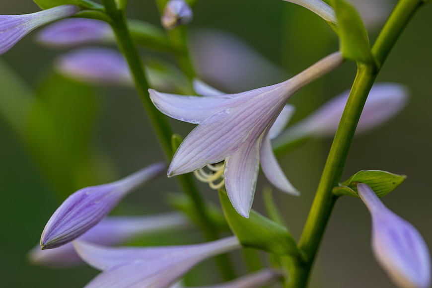 Close-up of delicate purple hosta flower bloom