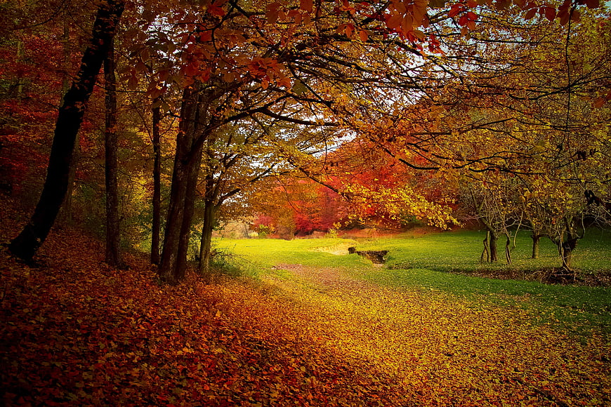 Vibrant Autumn Forest Path with Colorful Fall Leaves