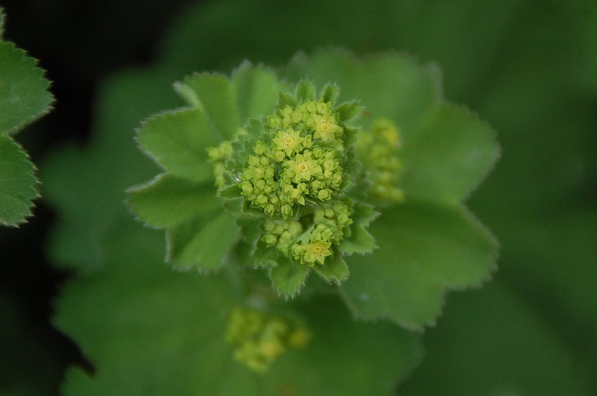 Close-up of green alchemilla mollis flower cluster