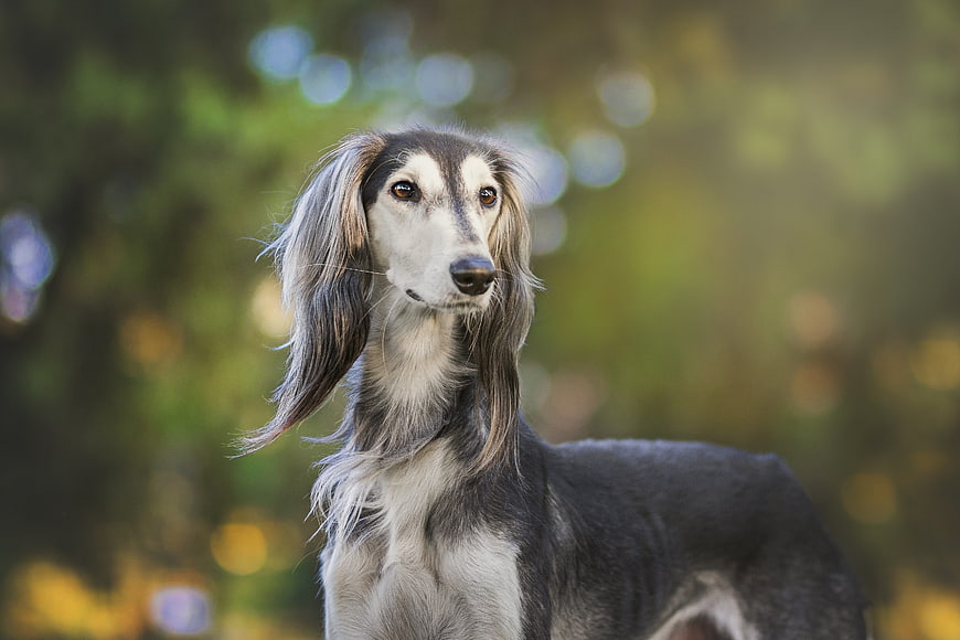 Portrait of a Saluki Dog in Nature