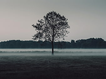 Solitary tree in misty field at dawn
