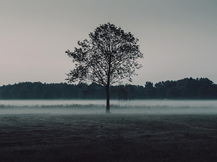 Solitary tree in misty field at dawn