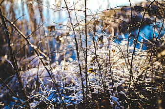 Sunlit Snowy Branches in Winter Forest