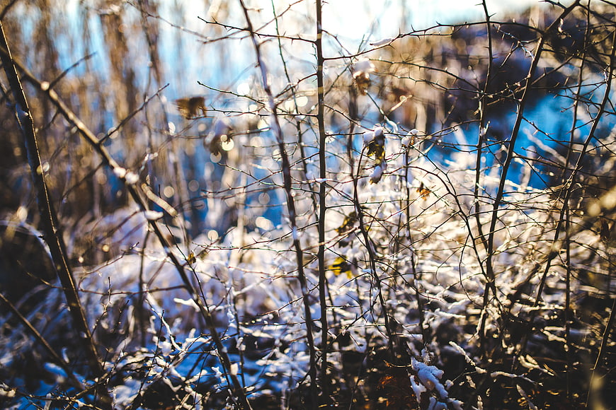 Sunlit Snowy Branches in Winter Forest
