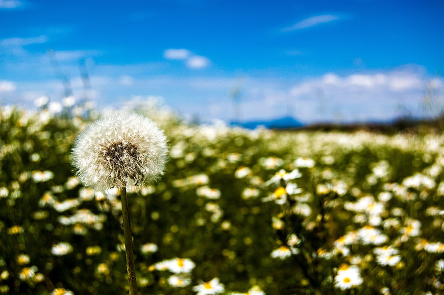 Close-up of a dandelion seed head in a sunny meadow