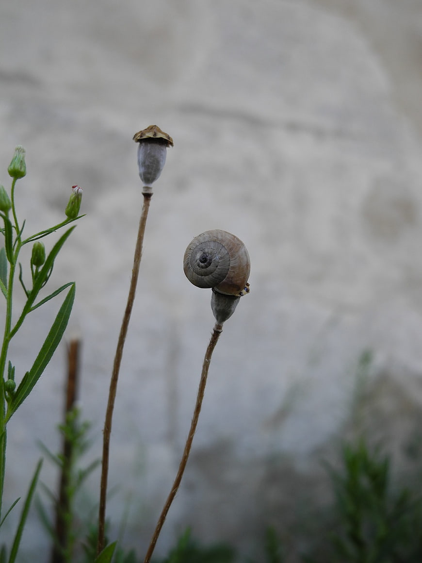 Snail on Poppy Pod in Garden