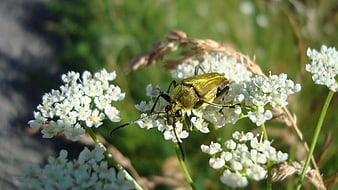 Green Soldier Beetle on White Wildflowers