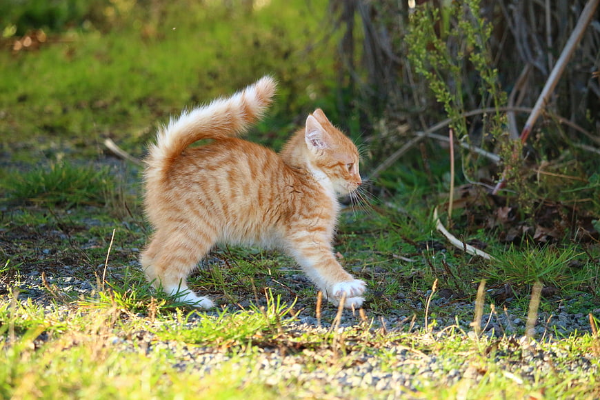 Cute Ginger Tabby Kitten Walking on Gravel Path