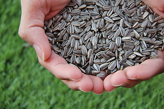 Hands holding sunflower seeds on green grass background
