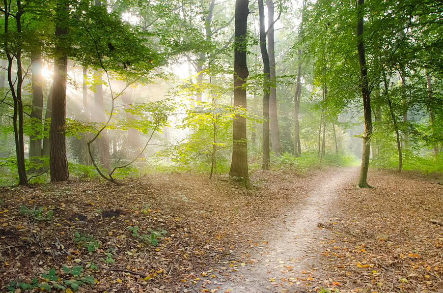 Sunlit Forest Path with Misty Morning Light